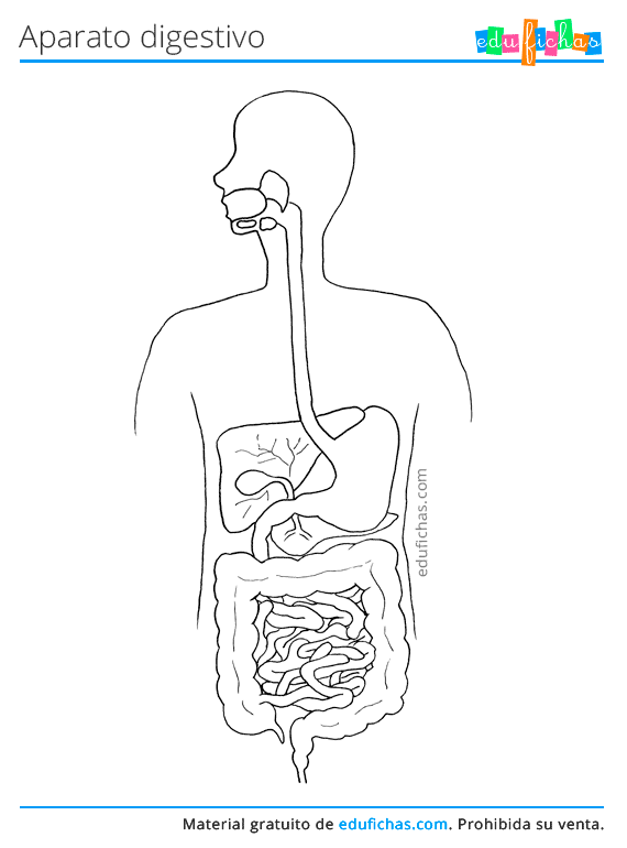 Aparato Digestivo para Niños. Aprender el Sistema Digestivo. PDF