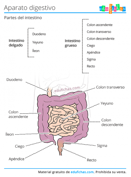 sistema digestivo intestino
