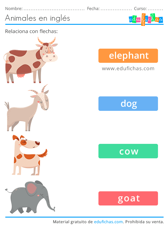 ANIMALES EN INGLÉS Vocabulario + Ejercicios + Flashcards