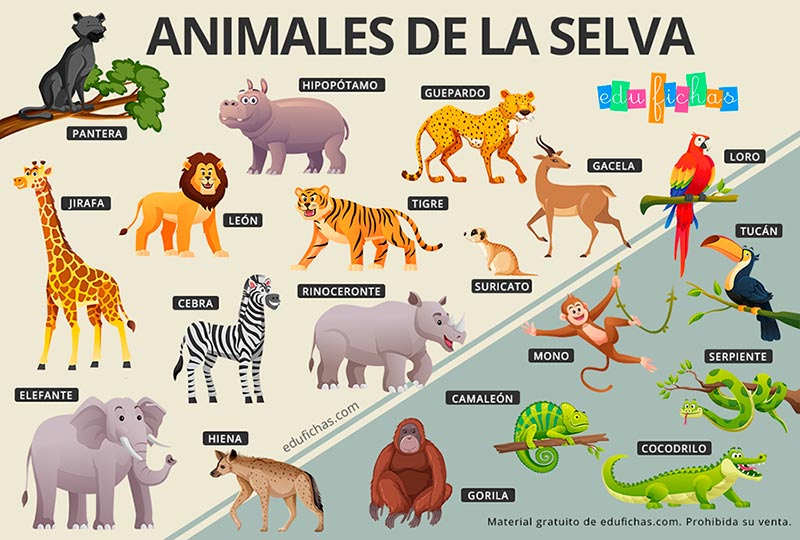 animales de la selva