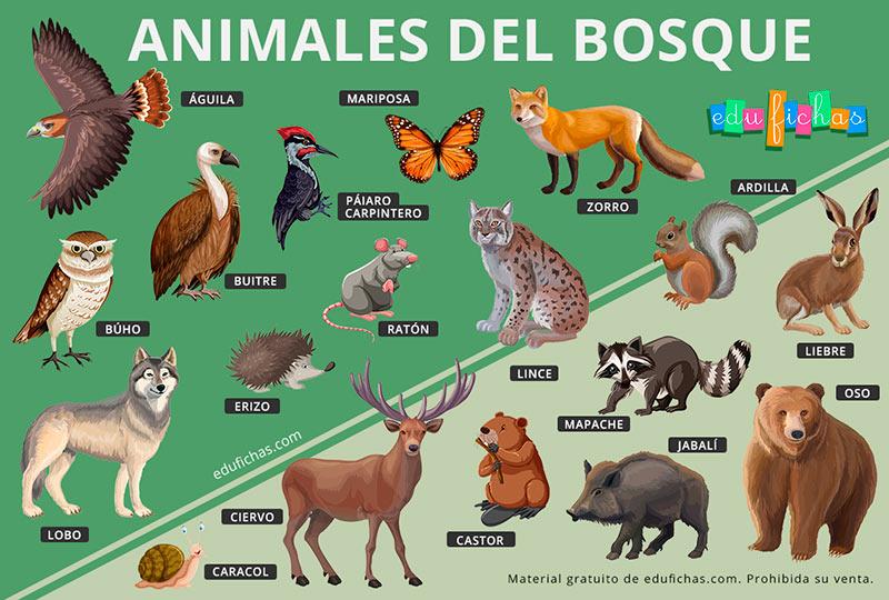 Animales Del Bosque Para Ni os Fichas Juego Gratis En PDF
