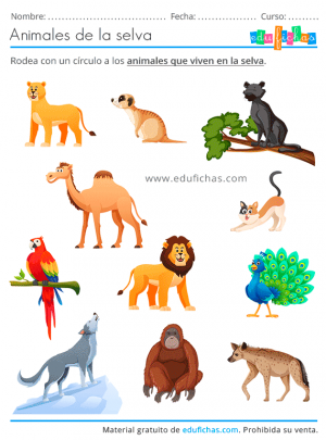 Animales de la Selva para Niños - Fichas, Fotos y Recortables GRATIS