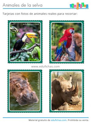 fotos de animales de la selva